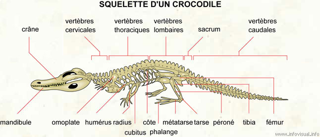 Squelette d'un crocodile